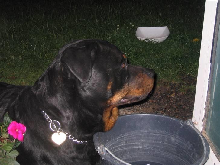 Rottweiler Christoff R.I.P billede 12
