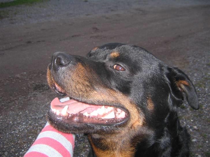 Rottweiler Christoff R.I.P billede 13
