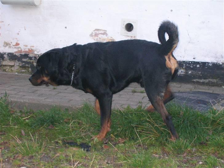 Rottweiler Christoff R.I.P - Ehh...ingen billeder når jeg tisser, nu bliver jeg helt flov... billede 14