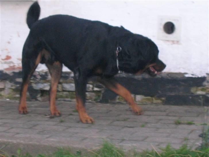 Rottweiler Christoff R.I.P - Det er vigtigt at finde det helt rigtige sted at tisse.. billede 15