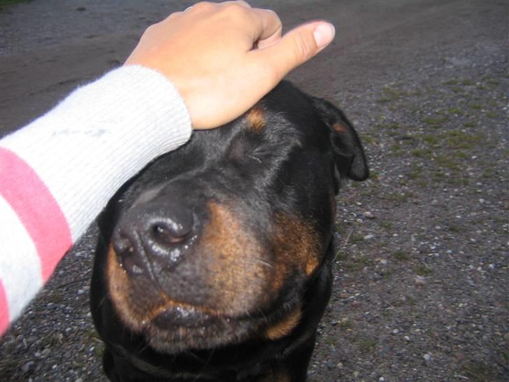 Rottweiler Christoff R.I.P billede 16