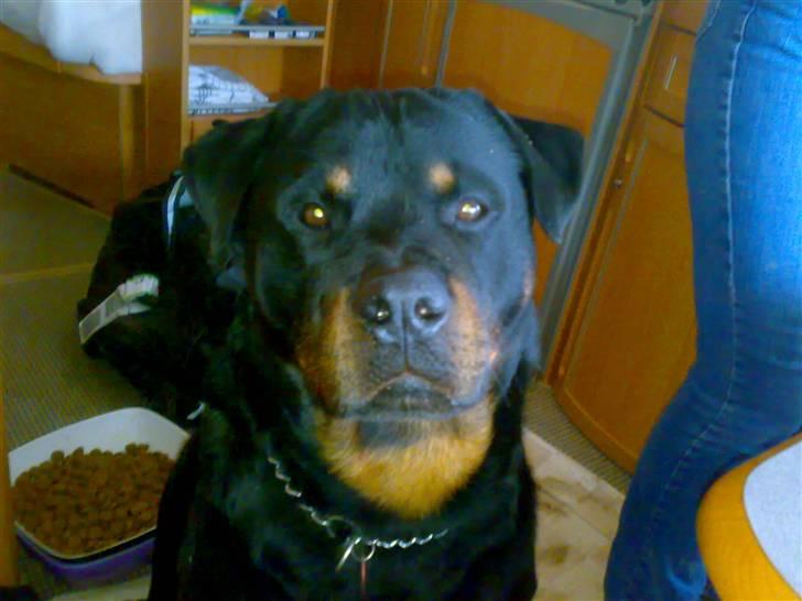 Rottweiler Christoff R.I.P - HEY...jubii med til stævne, det er så hyggeligt at bo i campingvogn :) billede 17