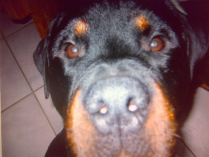 Rottweiler Christoff R.I.P - Hvad snakker du om? Jeg stikker da ikke næsen i alt, hvor har du det fra?? billede 18