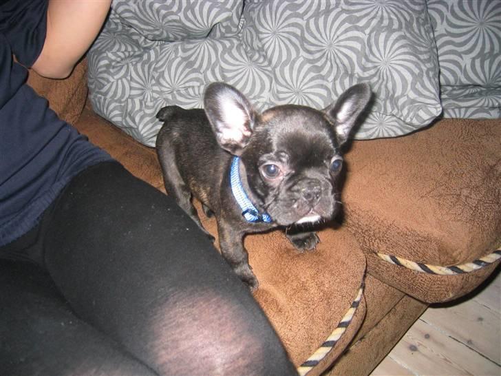 Fransk bulldog Uffe  - Uudd da var han helt lille.. billede 2