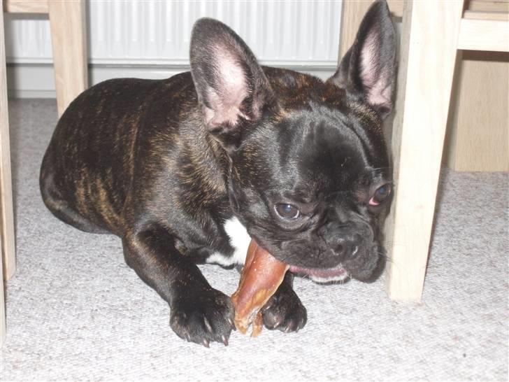 Fransk bulldog Uffe  - Her er han blevet stor. ½ år gammel- Spiser griseøre. billede 3