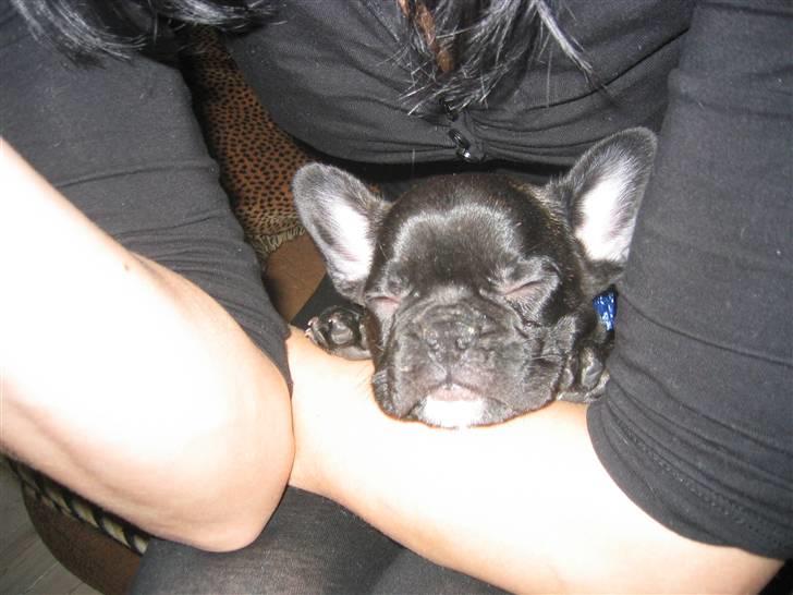 Fransk bulldog Uffe  - Helt lille. Putter ved mor.. billede 4