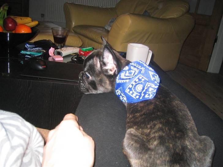 Fransk bulldog Uffe  - Meget flot charmeklud billede 5