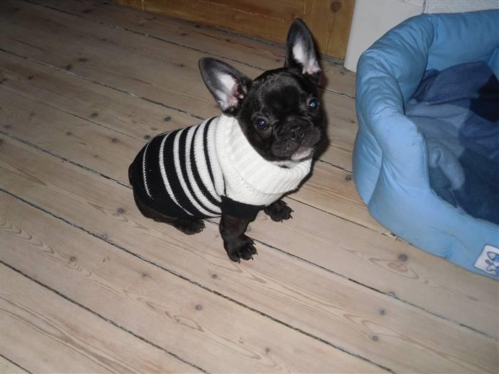 Fransk bulldog Uffe  - Modelbillede ;) Mini forbryder billede 7