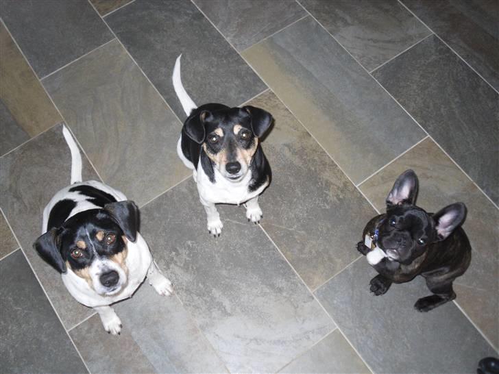 Fransk bulldog Uffe  - Sidder pænt sammen med Kvik og Beethoven billede 8