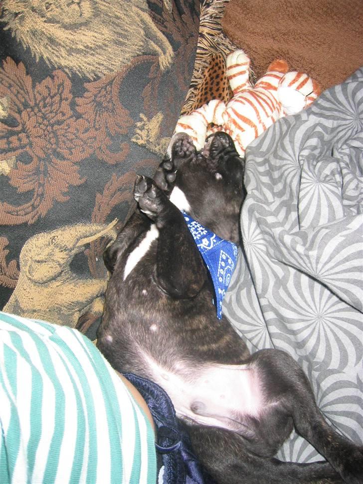 Fransk bulldog Uffe  - Slåskamp med bamsen billede 9