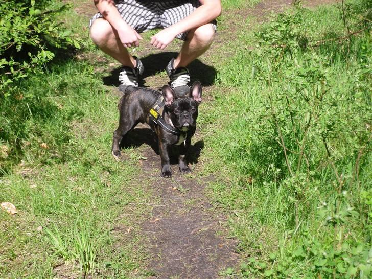 Fransk bulldog Uffe  - Er med i hundeskoven billede 10