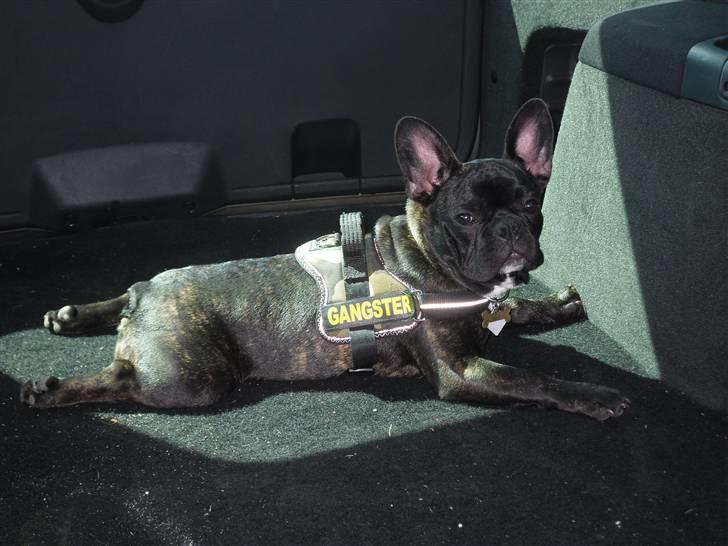 Fransk bulldog Uffe  - Slapper helt af bag i bilen på vej hjem fra skoven. billede 11
