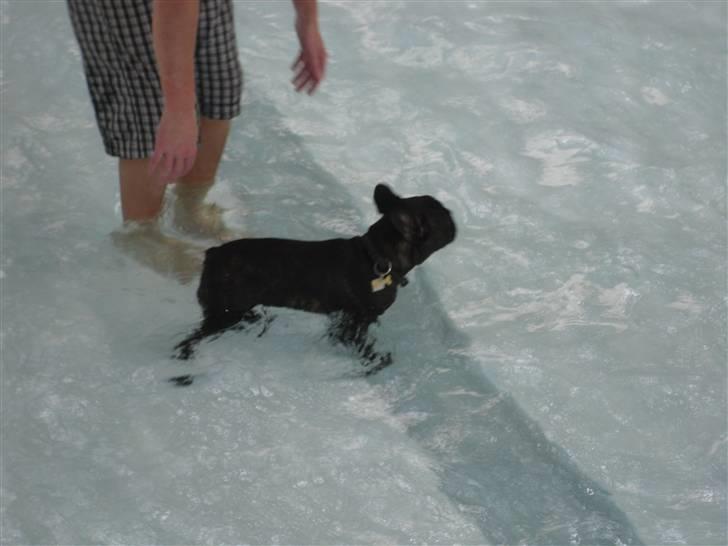 Fransk bulldog Uffe  - Er med i svømmehallen. Det er et hit... billede 13