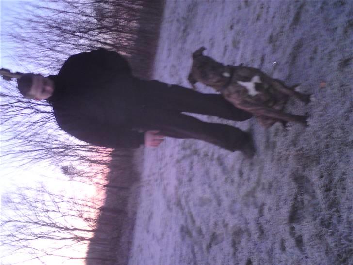 Amerikansk bulldog Damie billede 11