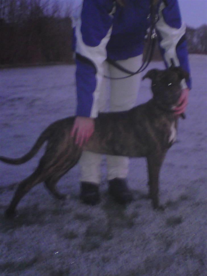 Amerikansk bulldog Damie billede 12