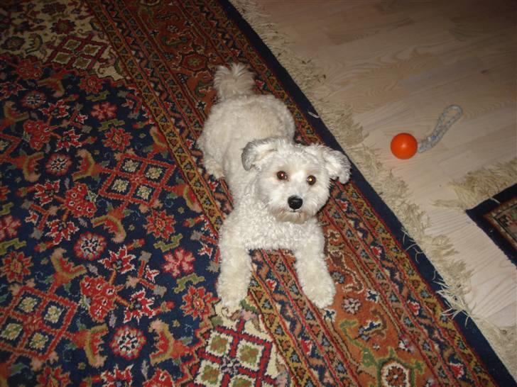 Bichon havanais Silke billede 1