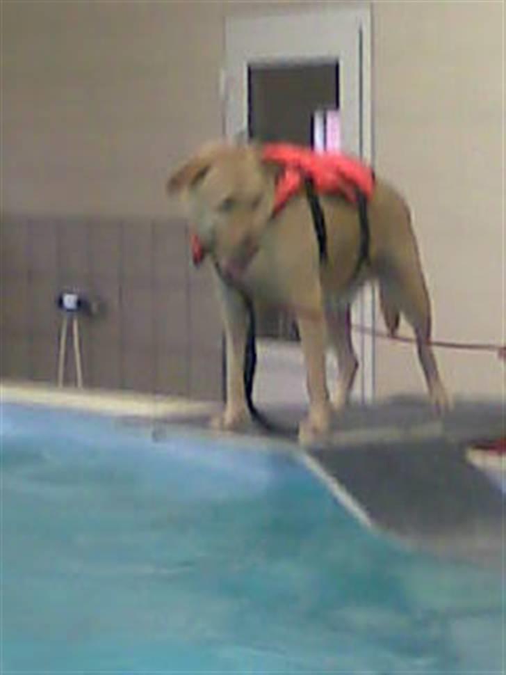 Labrador retriever Rico - ude at svømme ;) billede 18