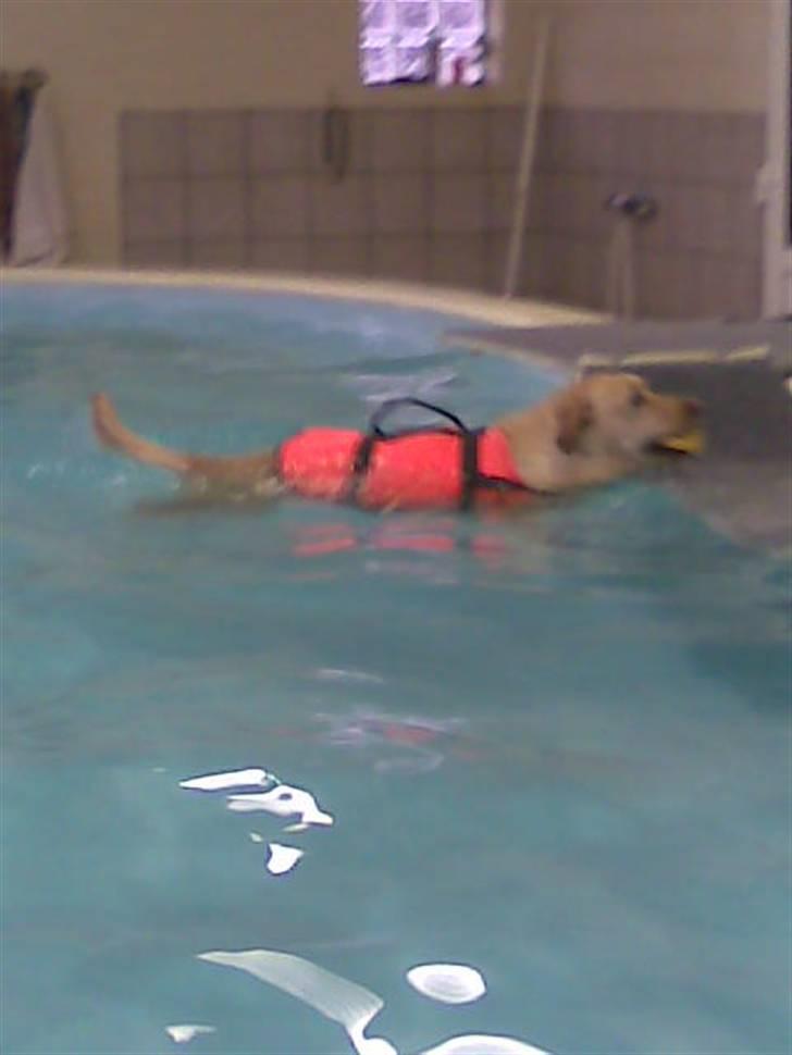 Labrador retriever Rico - ude at svømme ;) billede 19