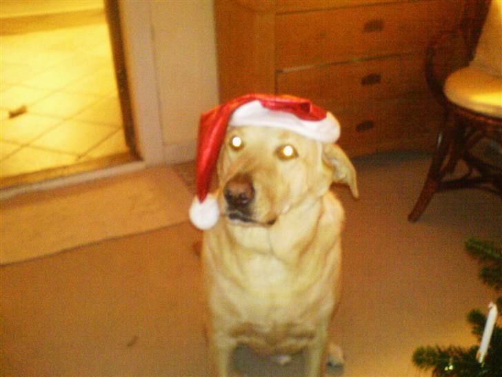 Labrador retriever Rico - Juleaften med nissehue.. ;) billede 20