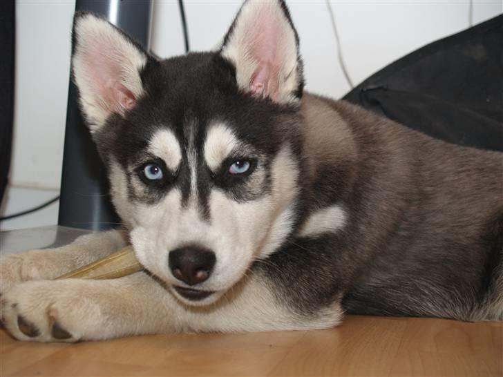 Siberian husky Sheba billede 1