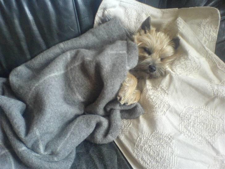 Cairn terrier Cookie - Hvem elsker ikke at putte med et varmt tæppe? billede 2