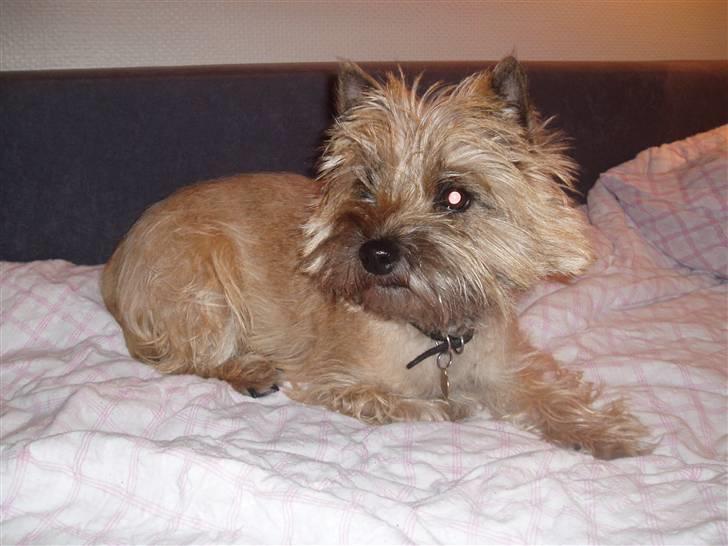 Cairn terrier Cookie - Cookie i en lidt langhåret version!   billede 3