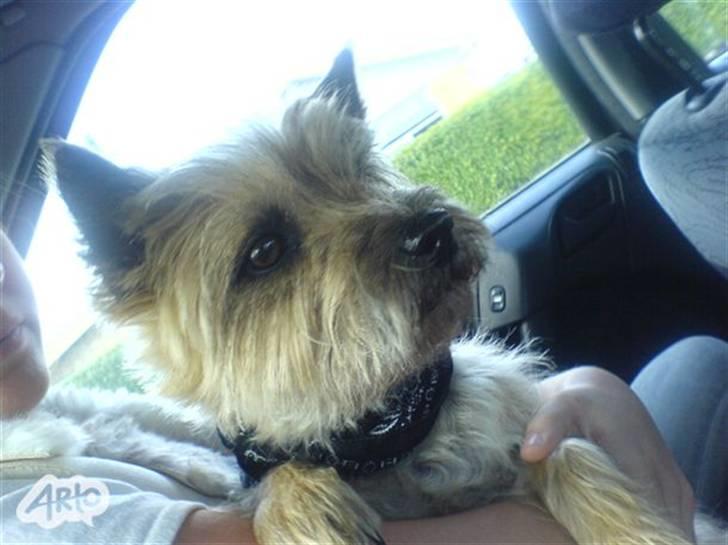 Cairn terrier Cookie - På tur, :) billede 4