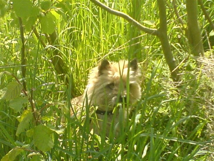 Cairn terrier Cookie - I skoven.. Cookie er mere en god til at fange mus! billede 5