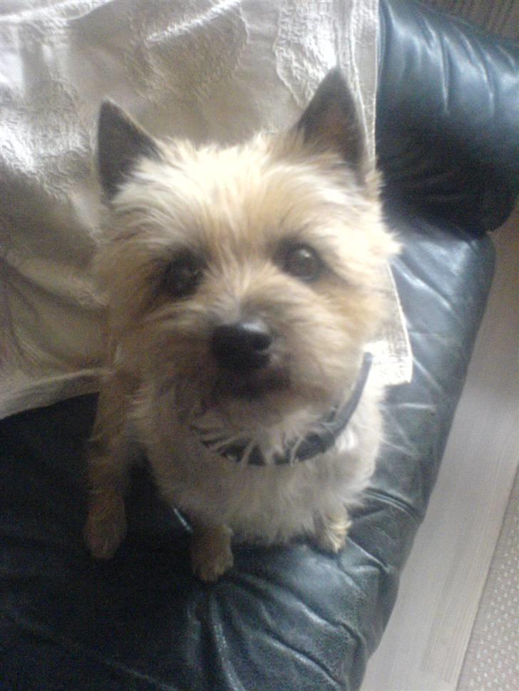 Cairn terrier Cookie - Er det mig du kigger på? billede 6