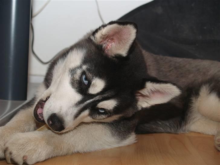 Siberian husky Sheba billede 2