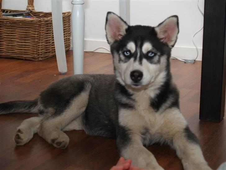 Siberian husky Sheba billede 3
