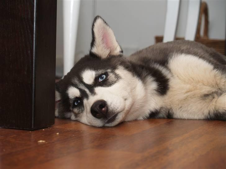 Siberian husky Sheba billede 4