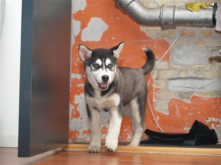 Siberian husky Sheba billede 5