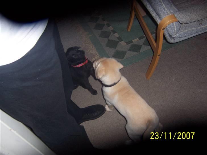 Blanding af racer Schilla - Mit første møde med min bedste ven Kessler.. han er 1 dag ældre end mig .. billede 2