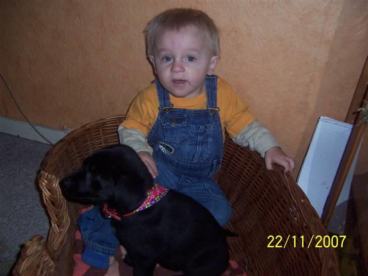 Blanding af racer Schilla - Jubiii, jeg har fået en lege ven med op i min kurv :D billede 3