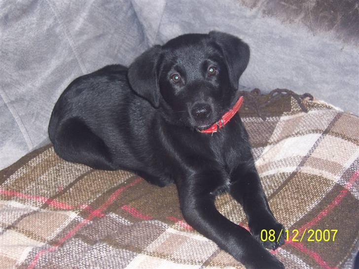 Blanding af racer Schilla - Er jeg ikke bare smuuuk ..? billede 4