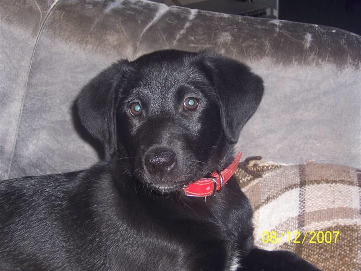 Blanding af racer Schilla - Nærbilled af mig :D billede 5