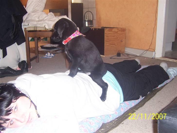 Blanding af racer Schilla - Haha , her sætter jeg ovenpå min ejer :P  billede 6