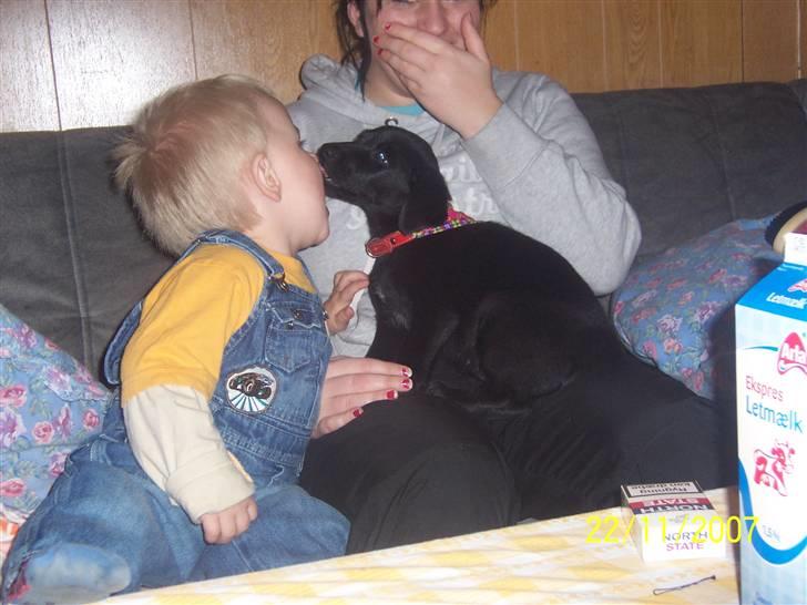 Blanding af racer Schilla - Uuuh , et kys fra et rigtigt menneske .. Man har vel lov til at være heldig .. ;) billede 7