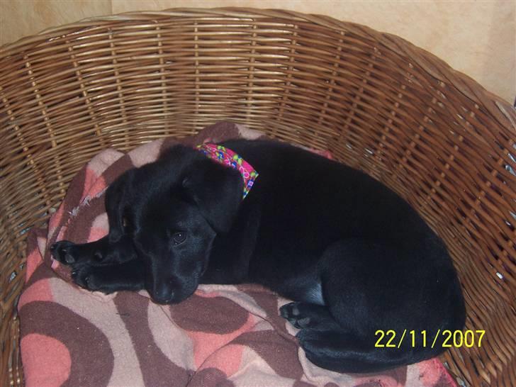 Blanding af racer Schilla - Aaah jeg er træt , lad mig nu hvile :D billede 8