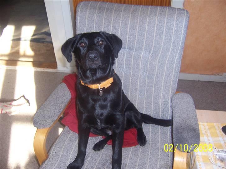 Blanding af racer Schilla - Nu er jeg blevet stor :P og stadig smuk ..  billede 9