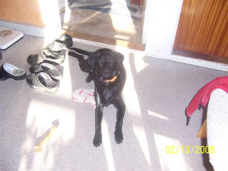 Blanding af racer Schilla - Så skinner solen ind på mig , :D lækkert med varme . billede 10