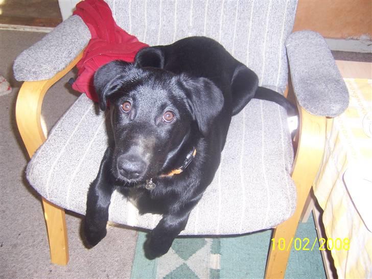 Blanding af racer Schilla - Pas på jeg ikke hopper ud af skærmen og kysser :D billede 11