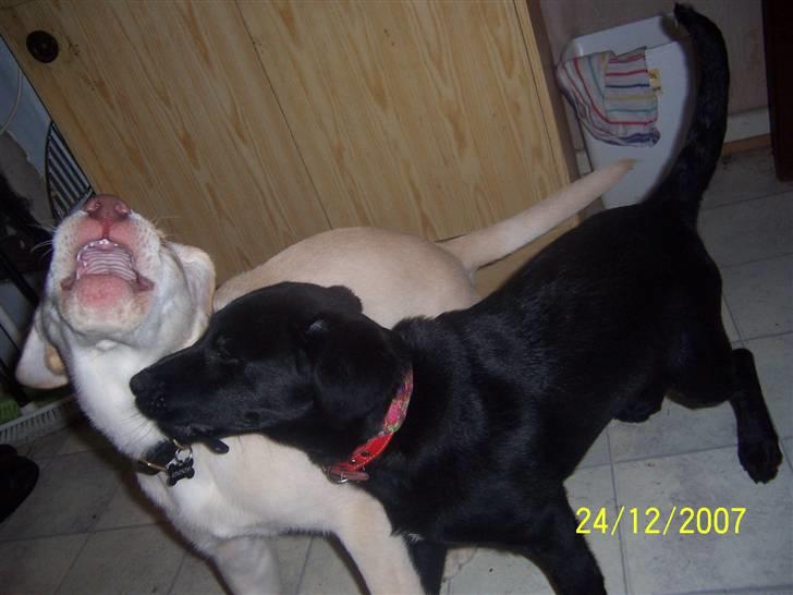 Blanding af racer Schilla - Her er Kessler og jeg igen , nu er vi vilde .. billede 12