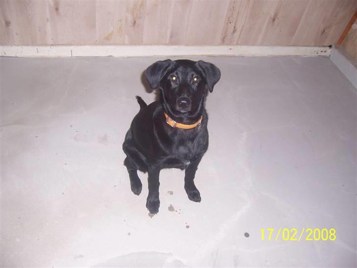 Blanding af racer Schilla - Flot billed af mig .. billede 13