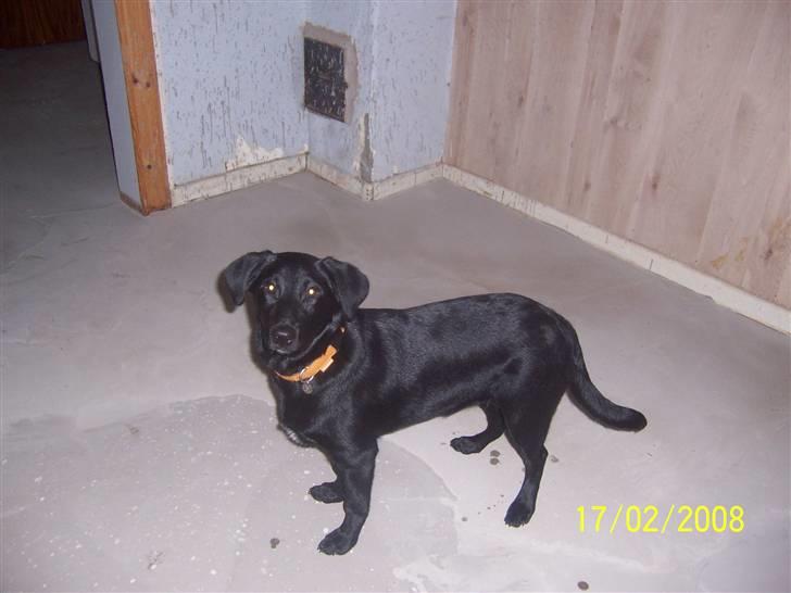 Blanding af racer Schilla - Se mig lige ... Waaaaaauw hva ? billede 14