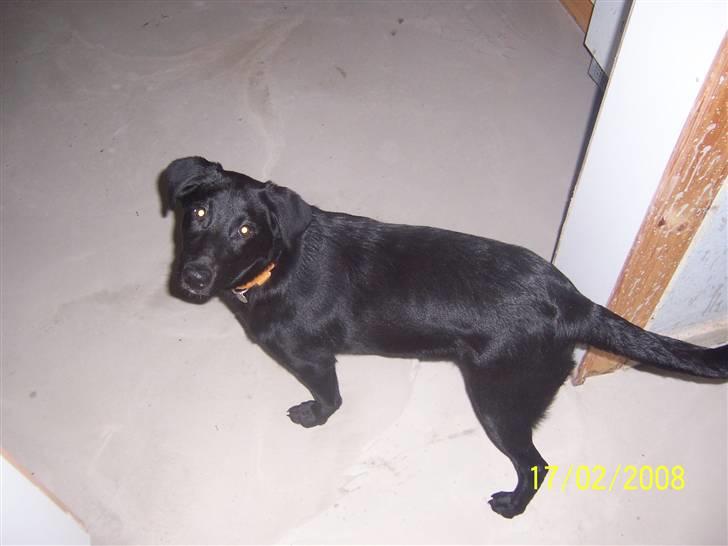 Blanding af racer Schilla - Hihi , jeg smutter lige .. billede 15