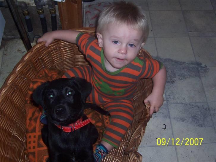 Blanding af racer Schilla - En trofast følgesven ... billede 17