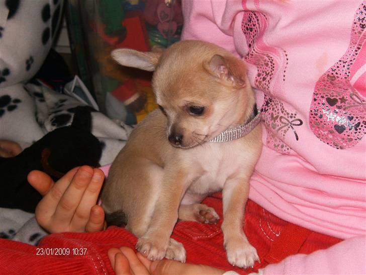 Chihuahua Ozzy - Så er vores lille Ozzy, endelig kommet hjem til os...og vi er alle helt vilde med ham! billede 6