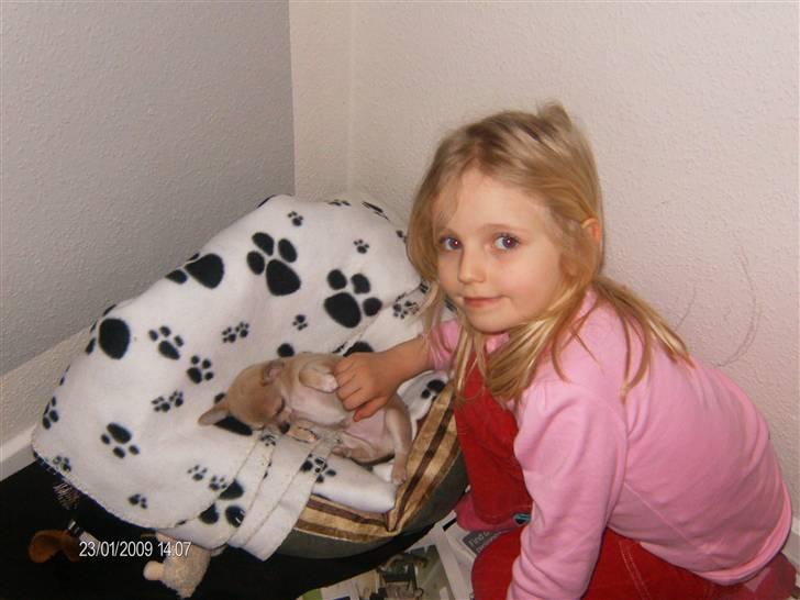 Chihuahua Ozzy - Åhh, han er så kær... billede 7